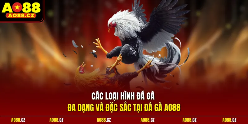 Các loại hình đá gà đa dạng và đặc sắc tại đá gà Ao88